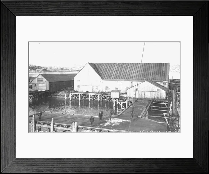 Framed Print : English: Pacific American Fisheries cannery at King Cove, ca. 1910. English: Caption on image: Kings Cove Framed Print : English: Pacific American Fisheries cannery at King Cove, ca. 1910. English: Caption on image: Kings Cove