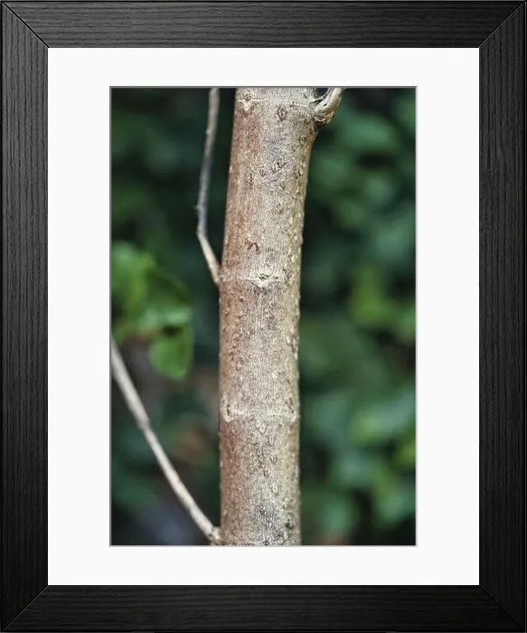 Framed Print : Vertical closeup of a thin tree trunk on blurred background Framed Print : Vertical closeup of a thin tree trunk on blurred background