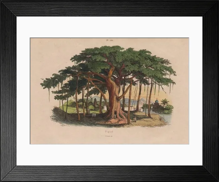 Framed Print : TREES: Pippal (Sacred Fig Tree), antique print 1833 Framed Print : TREES: Pippal (Sacred Fig Tree), antique print 1833