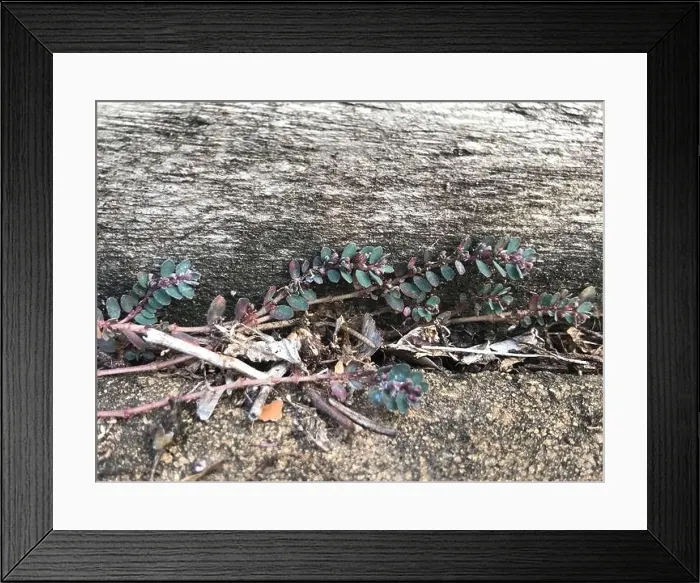 Framed Print : prostrate sandmat (Euphorbia prostrata) Plantae Framed Print : prostrate sandmat (Euphorbia prostrata) Plantae