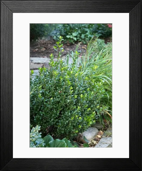 Framed Print : (Ilex crenata ROBUSTICO) Framed Print : (Ilex crenata ROBUSTICO)