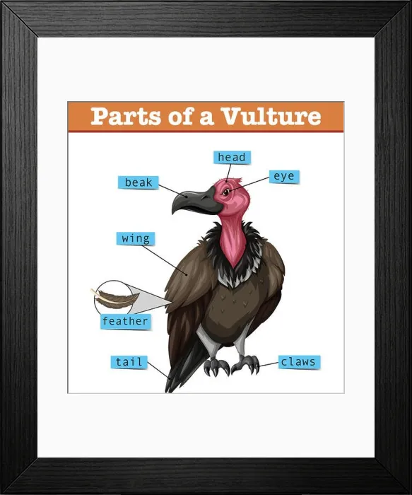 Framed Print : Diagram showing parts of vulture Framed Print : Diagram showing parts of vulture