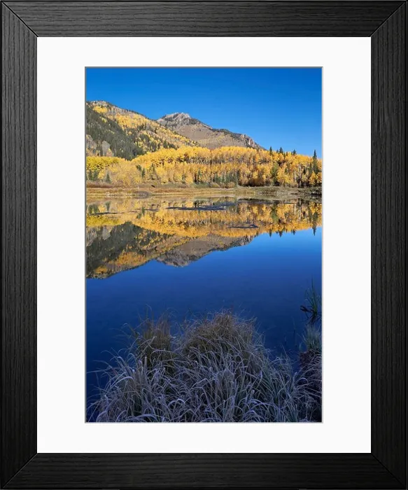 Framed Print : Yellow aspen trees reflected in Priest Lake in the fall, San Juan National Forest, Colorado, USA Framed Print : Yellow aspen trees reflected in Priest Lake in the fall, San Juan National Forest, Colorado, USA