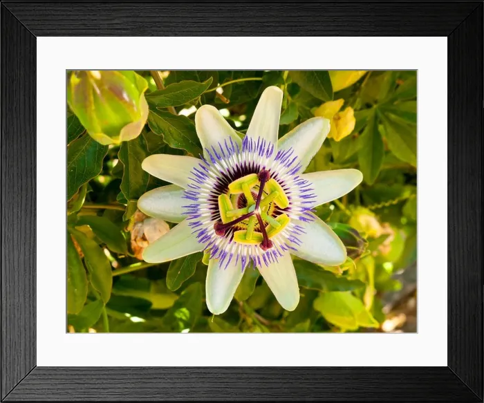 Framed Print : Close up view of passion flower passiflora with distinctive petals Framed Print : Close up view of passion flower passiflora with distinctive petals