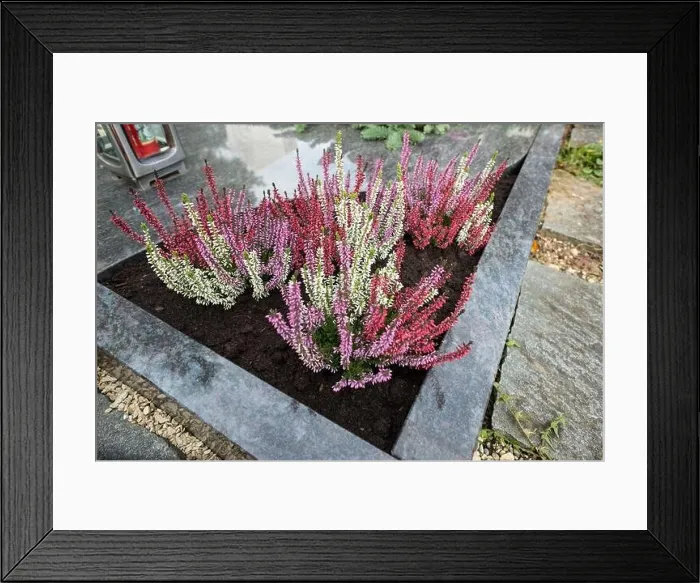 Framed Print : Erika mit Blüten als Pflanze auf einem Grab Framed Print : Erika mit Blüten als Pflanze auf einem Grab