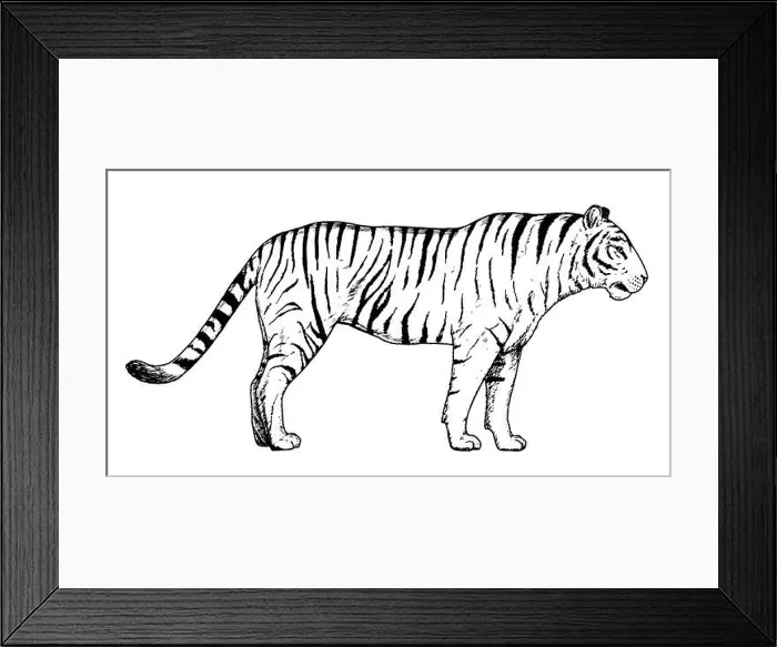 Framed Print : Drawing of tiger - hand sketch of wild cat