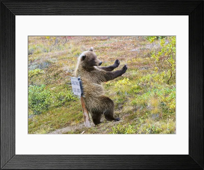 Framed Print : Grizzly Bear, Denali National Park and Preserve, Alaska, USA Framed Print : Grizzly Bear, Denali National Park and Preserve, Alaska, USA