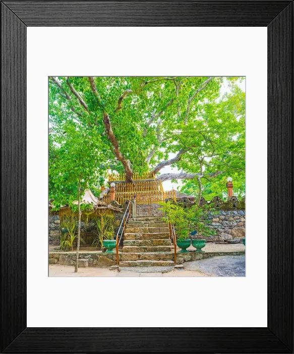 Framed Print : Panoramic view of the giant Bodhi Tree, growing at Sacred Rock in Padeniya Complex, Sri Lanka Framed Print : Panoramic view of the giant Bodhi Tree, growing at Sacred Rock in Padeniya Complex, Sri Lanka