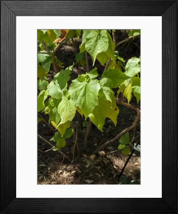 Framed Print : Sparmannia africana Framed Print : Sparmannia africana
