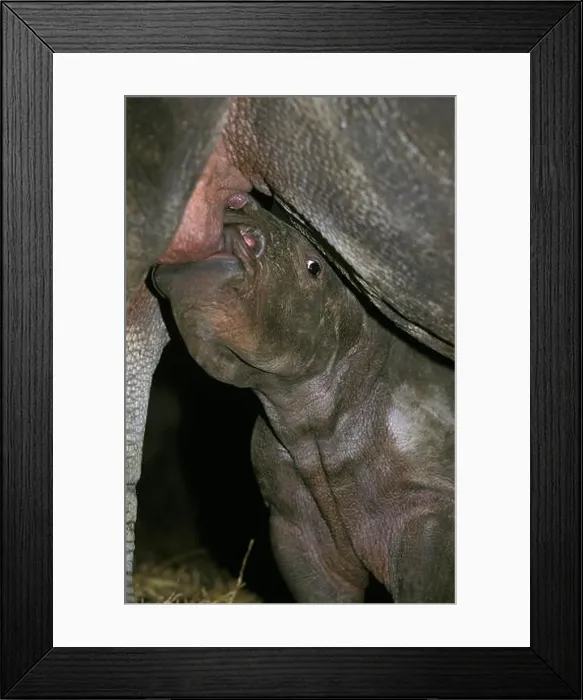 Framed Print : WHITE RHINOCEROS ceratotherium simum, BABY SUCKLING MOTHER Framed Print : WHITE RHINOCEROS ceratotherium simum, BABY SUCKLING MOTHER