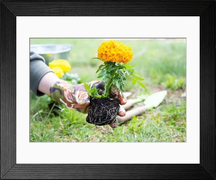 Framed Print : Yellow and orange marigold seedlings with roots are prepared for planting in the open ground in spring. Unpretentious garden flowers in the hands of a Framed Print : Yellow and orange marigold seedlings with roots are prepared for planting in the open ground in spring. Unpretentious garden flowers in the hands of a