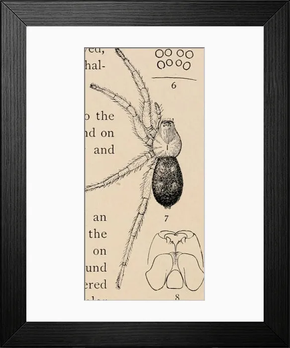 Framed Print : The common spiders of the United States. Spiders -- United States. THE DRASSID / E 3 oooo OOOq 4% Framed Print : The common spiders of the United States. Spiders -- United States. THE DRASSID / E 3 oooo OOOq 4%