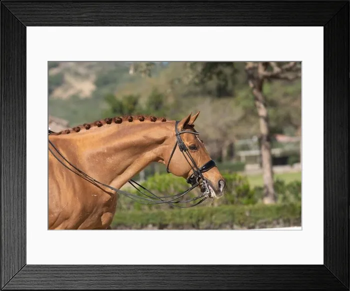 Framed Print : Face portrait of a chestnut hanoverian horse in a dressage competition Framed Print : Face portrait of a chestnut hanoverian horse in a dressage competition