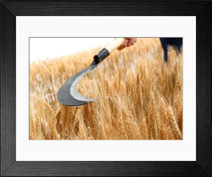 Framed Print : Farmers harvest wheat with a sickle Framed Print : Farmers harvest wheat with a sickle