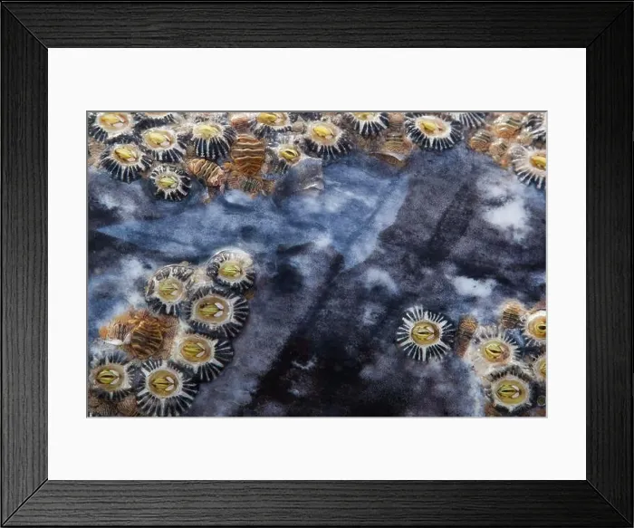 Framed Print : Close up detail of barnacles and whale lice on the skin of a gray whale Framed Print : Close up detail of barnacles and whale lice on the skin of a gray whale