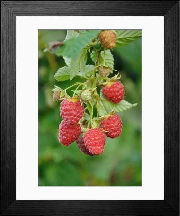 Framed Print : September branch of raspberry with big red ripe berries Framed Print : September branch of raspberry with big red ripe berries