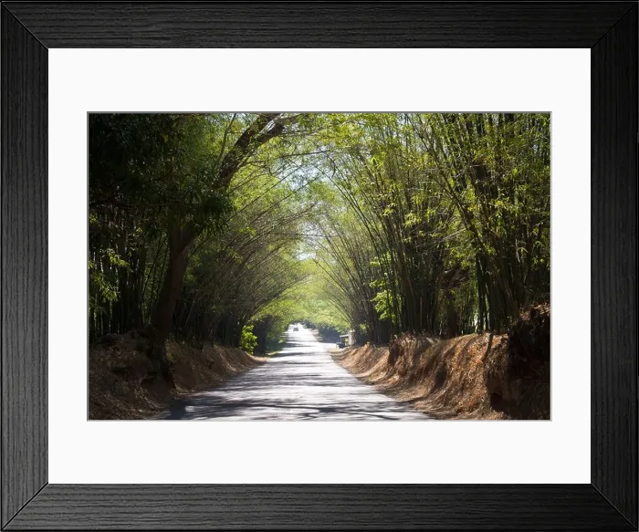 Framed Print : famous bamboo alley in Jamaica Framed Print : famous bamboo alley in Jamaica