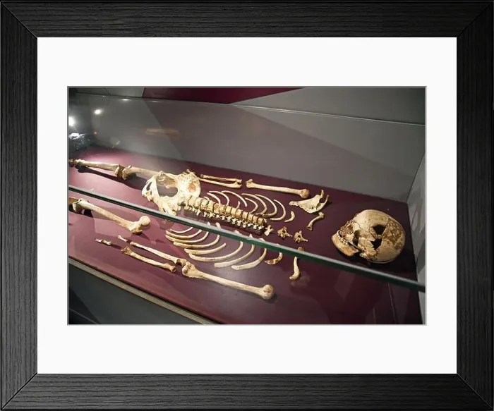 Framed Print : Cheddar Man Skeleton in the Prehistory Gallery looking at human evolution, from monkey to man, in the Natural History Museum, London, England, UK Framed Print : Cheddar Man Skeleton in the Prehistory Gallery looking at human evolution, from monkey to man, in the Natural History Museum, London, England, UK