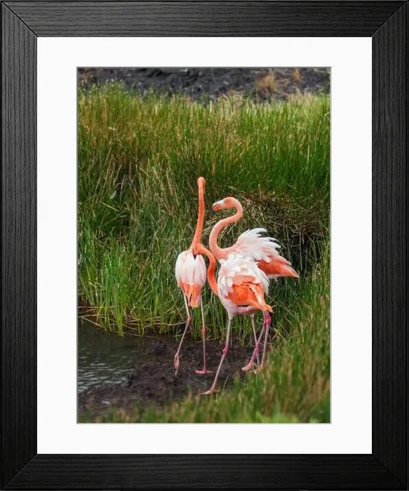 Framed Print : Greater Flamingos at Punta Moreno on Isabela island, Galapagos, Ecuador Framed Print : Greater Flamingos at Punta Moreno on Isabela island, Galapagos, Ecuador