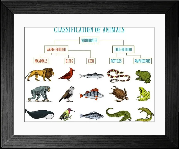 Framed Print : Classification of Animals. Reptiles amphibians mammals birds. Crocodile Fish Lion Whale Snake Frog. Education diagram of biology Framed Print : Classification of Animals. Reptiles amphibians mammals birds. Crocodile Fish Lion Whale Snake Frog. Education diagram of biology