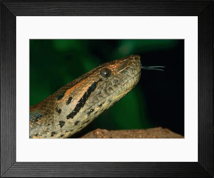 Framed Print : Green Anaconda (Eunectes murinus), portrait of adult, flicking its tongue Framed Print : Green Anaconda (Eunectes murinus), portrait of adult, flicking its tongue