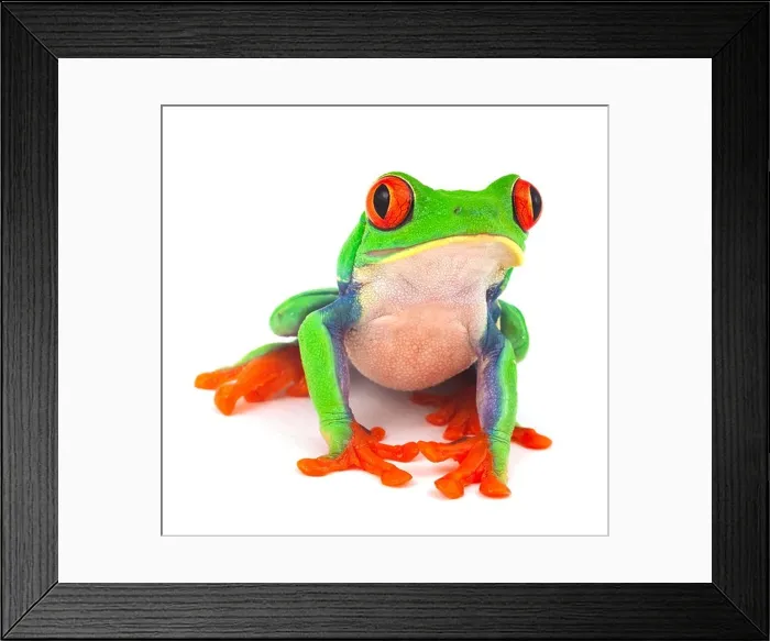 Framed Print : red eye treefrog macro isolated exotic frog curious animal bright vivid colors Framed Print : red eye treefrog macro isolated exotic frog curious animal bright vivid colors