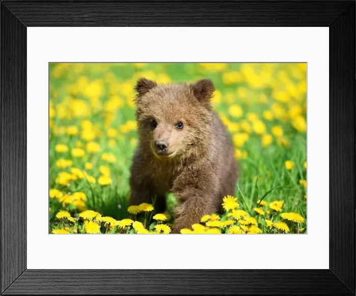Framed Print : Cute little brown bear cub playing on a lawn among dandelions Framed Print : Cute little brown bear cub playing on a lawn among dandelions