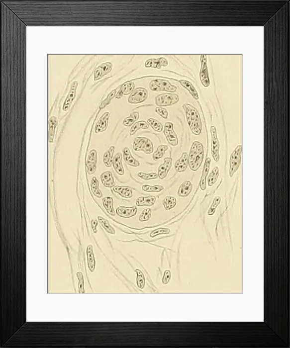 Framed Print : Denkschriften der Medicinisch-Naturwissenschaftlichen Gesellschaft zu Jena. H.Eggeling, Mil JEN. DENKSCHRIFTEN, Bd.VII. Semort, Bd.WTaf.XlI. 1. Stad