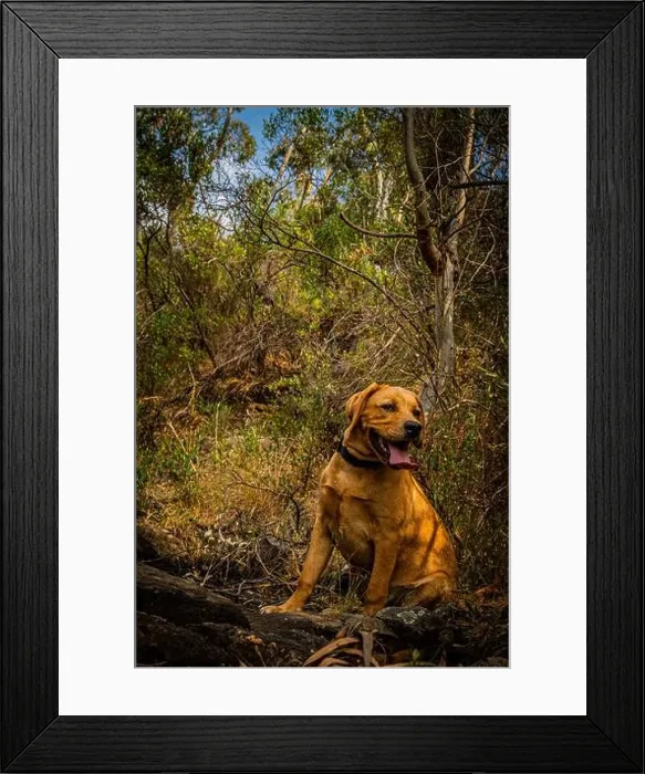 Framed Print : A confident dog leading the trail during a bush hike Framed Print : A confident dog leading the trail during a bush hike
