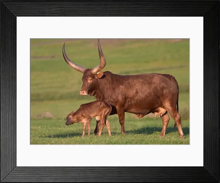 Framed Print : Ankole cow and calf Framed Print : Ankole cow and calf