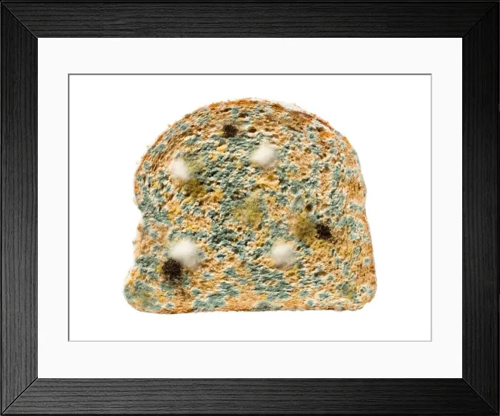 Framed Print : Mouldy slice of bread Framed Print : Mouldy slice of bread