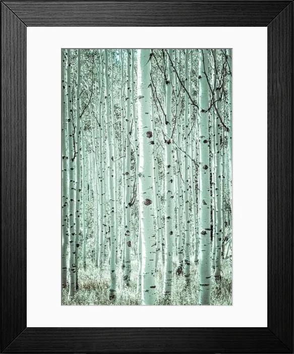 Framed Print : A forest of aspen trees in Utah Framed Print : A forest of aspen trees in Utah