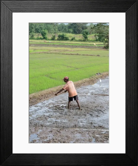 Framed Print : Rice field Framed Print : Rice field