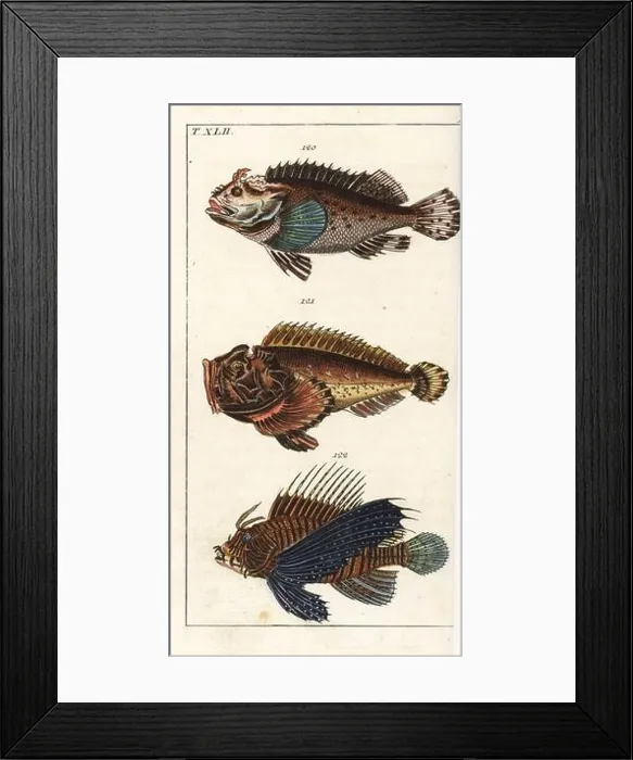 Framed Print : Black scorpion fish, Scorpaena porcus 120, estuarine stonefish, Synanceia horrida 121, and red lionfish, Pterois volitans 122 Framed Print : Black scorpion fish, Scorpaena porcus 120, estuarine stonefish, Synanceia horrida 121, and red lionfish, Pterois volitans 122