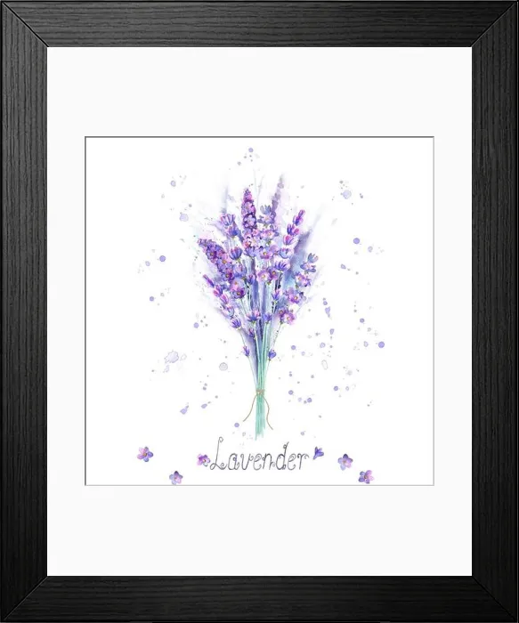 Framed Print : Watercolor lavender bouquet. Lavender flowers, plants, watercolour splashes and lettering on white background. Purple green hand drawn botanical illus Framed Print : Watercolor lavender bouquet. Lavender flowers, plants, watercolour splashes and lettering on white background. Purple green hand drawn botanical illus