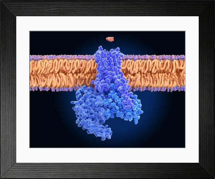 Framed Print : Dopamine and dopamine receptor, molecular model Framed Print : Dopamine and dopamine receptor, molecular model
