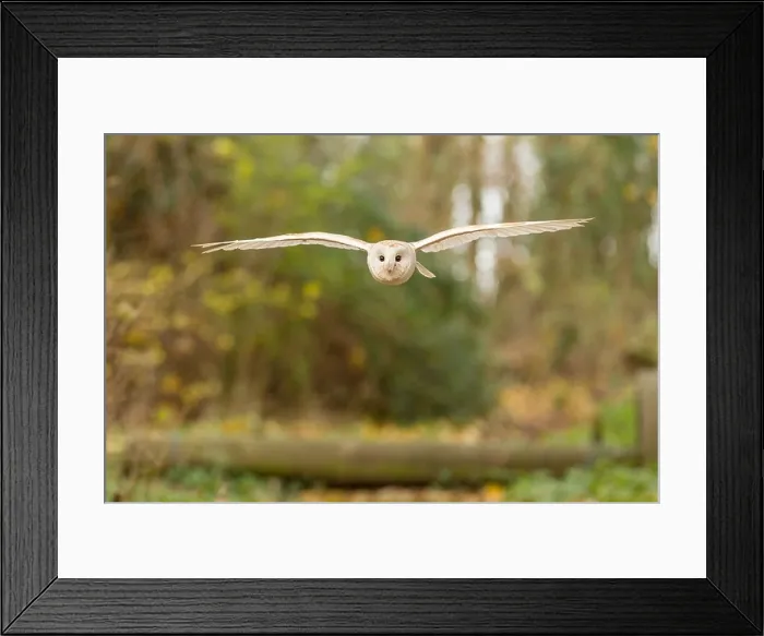Framed Print : Barn owl (Tyto alba) in flight in woodland, UK Framed Print : Barn owl (Tyto alba) in flight in woodland, UK