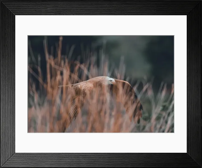 Framed Print : A red kite flying over a meadow with grass in the foreground Framed Print : A red kite flying over a meadow with grass in the foreground