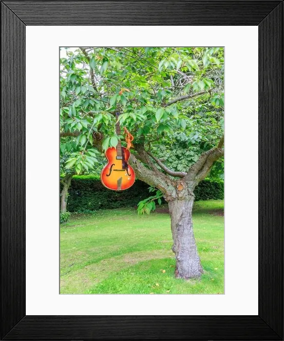 Framed Print : A red and yellow Hofner acoustic guitar hanging from tree branches in a park Framed Print : A red and yellow Hofner acoustic guitar hanging from tree branches in a park