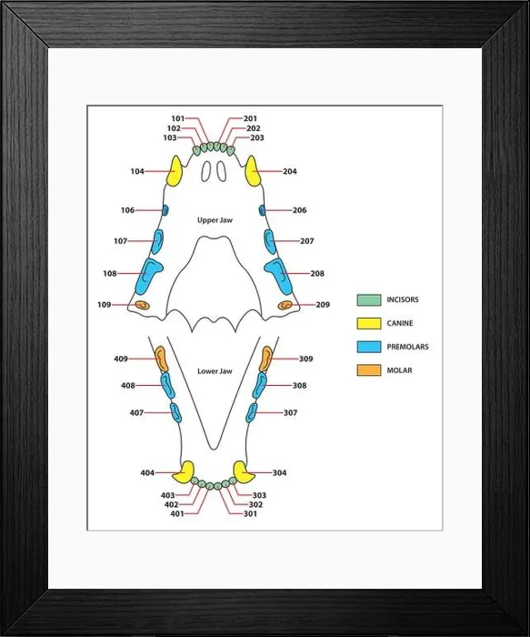 Framed Print : construction of a cats teeth dental formula Framed Print : construction of a cats teeth dental formula