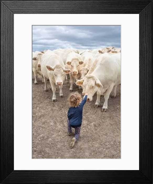 Framed Print : Farmer's granddaughter facing a herd of fearless Charolais cows