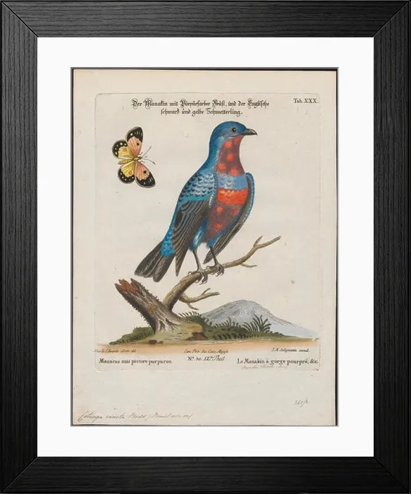 Framed Print : 69 Cotinga cincta - 1700-1880 - Print - Iconographia Zoologica - Special Collections University of Amsterdam - UBA01 IZ16600073 Framed Print : 69 Cotinga cincta - 1700-1880 - Print - Iconographia Zoologica - Special Collections University of Amsterdam - UBA01 IZ16600073