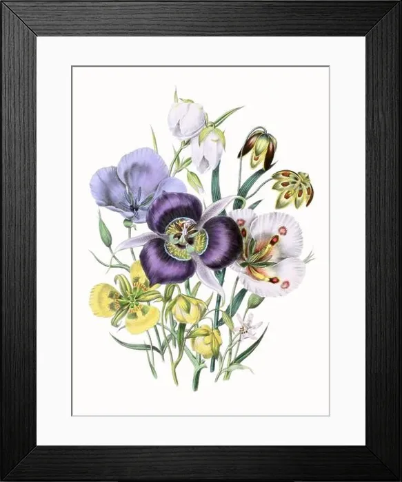 Framed Print : Colorful Flower Illustration: A digital vintage-style flower on a textured white background Framed Print : Colorful Flower Illustration: A digital vintage-style flower on a textured white background