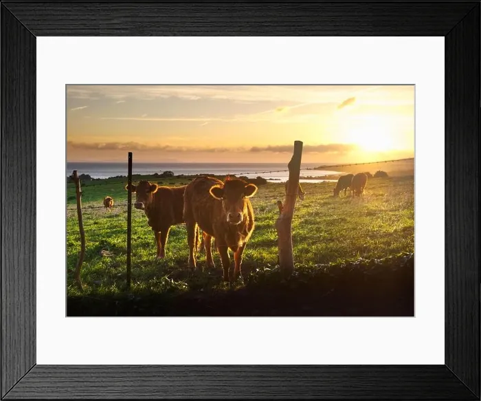 Framed Print : Herd of fluffy cattle pasturing in green grassland near seashore during amazing sundown in Iceland Framed Print : Herd of fluffy cattle pasturing in green grassland near seashore during amazing sundown in Iceland