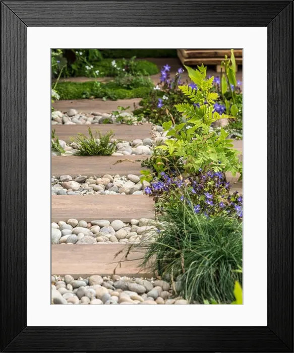 Framed Print : Wooden planks used as path surrounded by pebbles and interspersed with plants in garden Framed Print : Wooden planks used as path surrounded by pebbles and interspersed with plants in garden