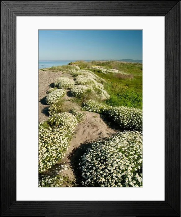 Framed Print : Many bushes of chamomile flowers are born in spring near the beach Framed Print : Many bushes of chamomile flowers are born in spring near the beach