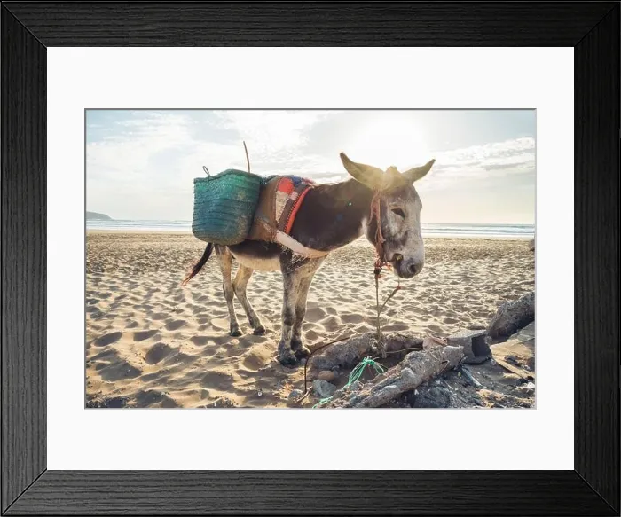 Framed Print : Donkey with baskets on the beach, Tafedna, Morocco Framed Print : Donkey with baskets on the beach, Tafedna, Morocco