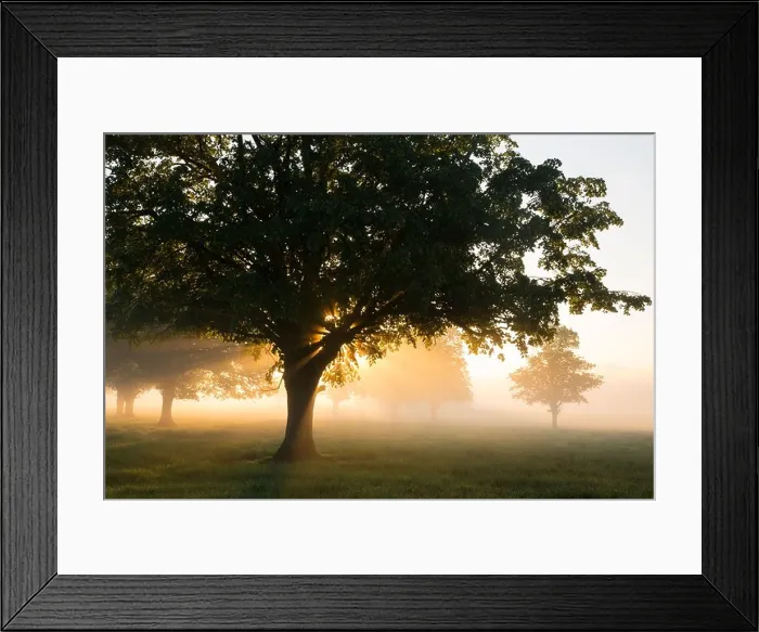 Framed Print : a misty morning near Milborne Port, Somerset, England, UK Framed Print : a misty morning near Milborne Port, Somerset, England, UK