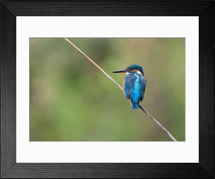 Framed Print : Kingfisher Framed Print : Kingfisher