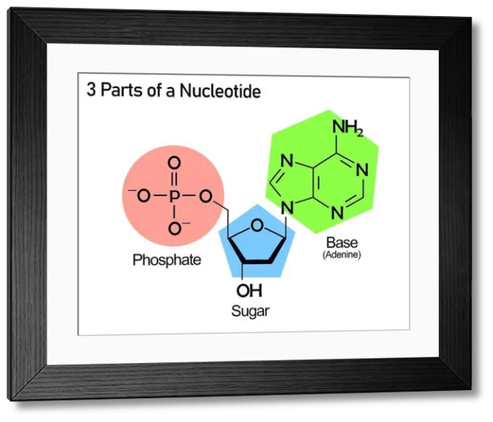 Framed Print : Nucleotide structure with nucleoside and a phosphate Framed Print : Nucleotide structure with nucleoside and a phosphate